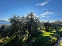 Hauptbild Gardasee: Olivenhain mit ca. 250 Olivenbäumen und Seeblick in Toscolano-Maderno