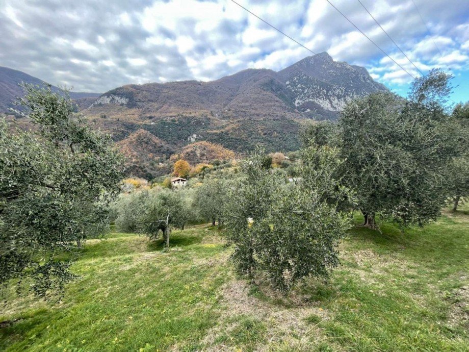 h�bsche Olivenb�ume Grundst�ck Toscolano