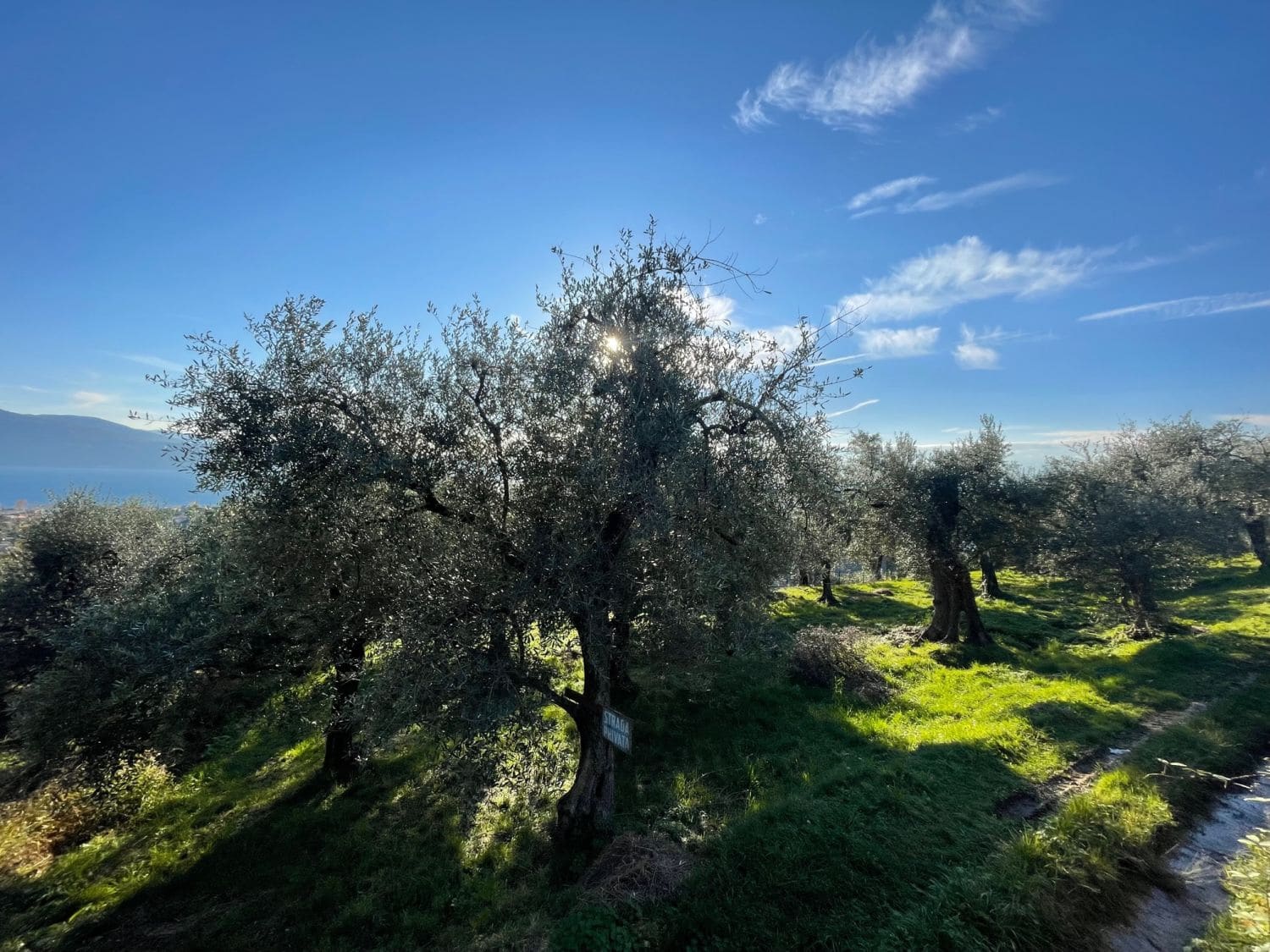 Olivenhain mit ca. 250 Olivenbäumen und Seeblick in Toscolano-Maderno